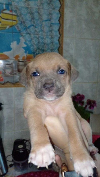 Цуценята піт-бультер'єра