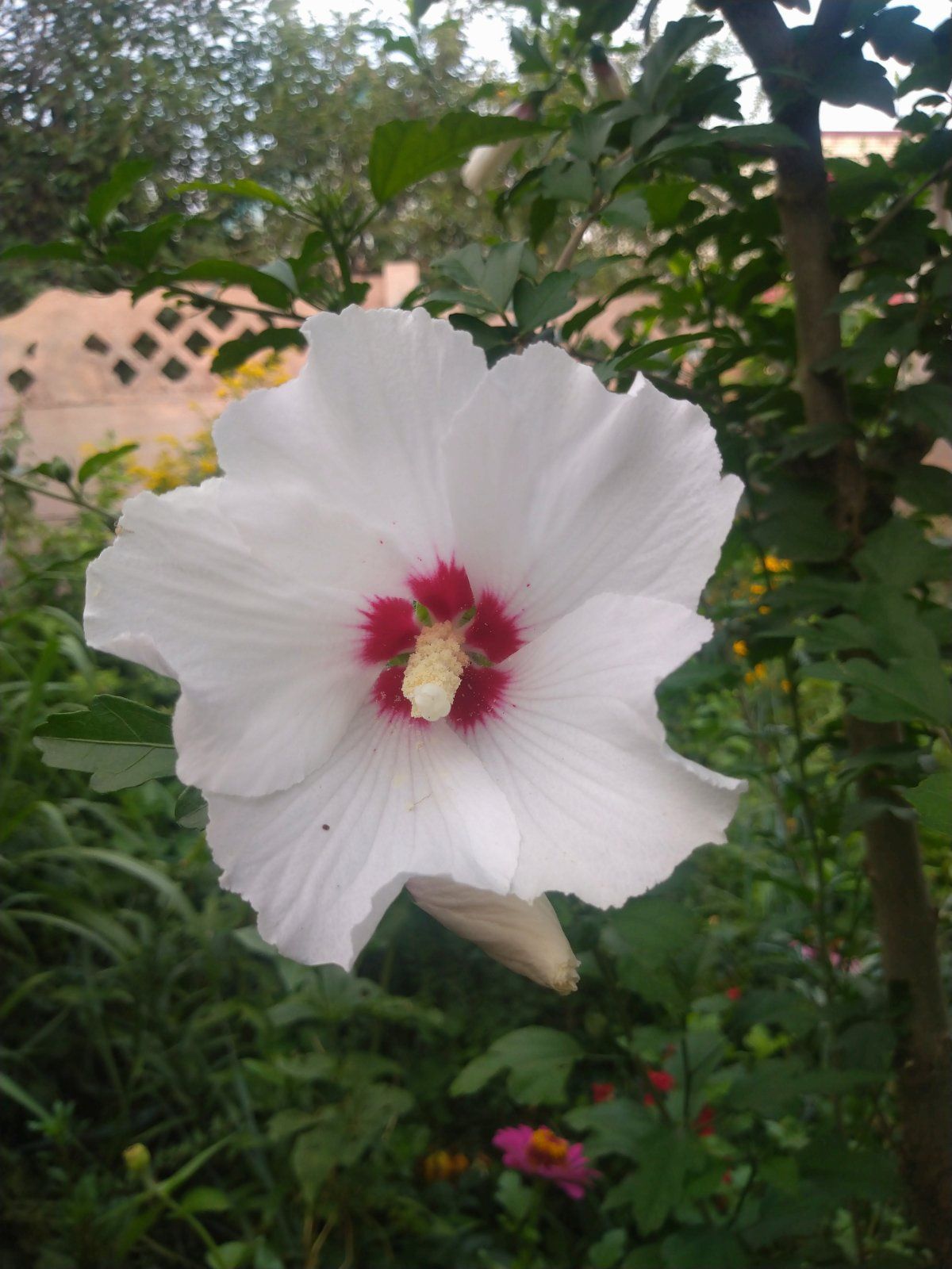 Гибискус сирийский, неприхотливый цветущий кустарник