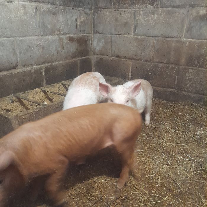 Поросята, продам домашних поросят, 2 месяца