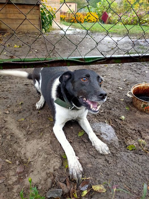 Собачка кличка Рада