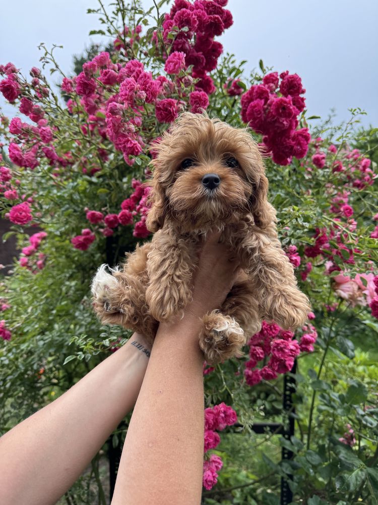 Cavapoo F1 RED wyjątkowa dziewczynka ZAREZERWOWANA