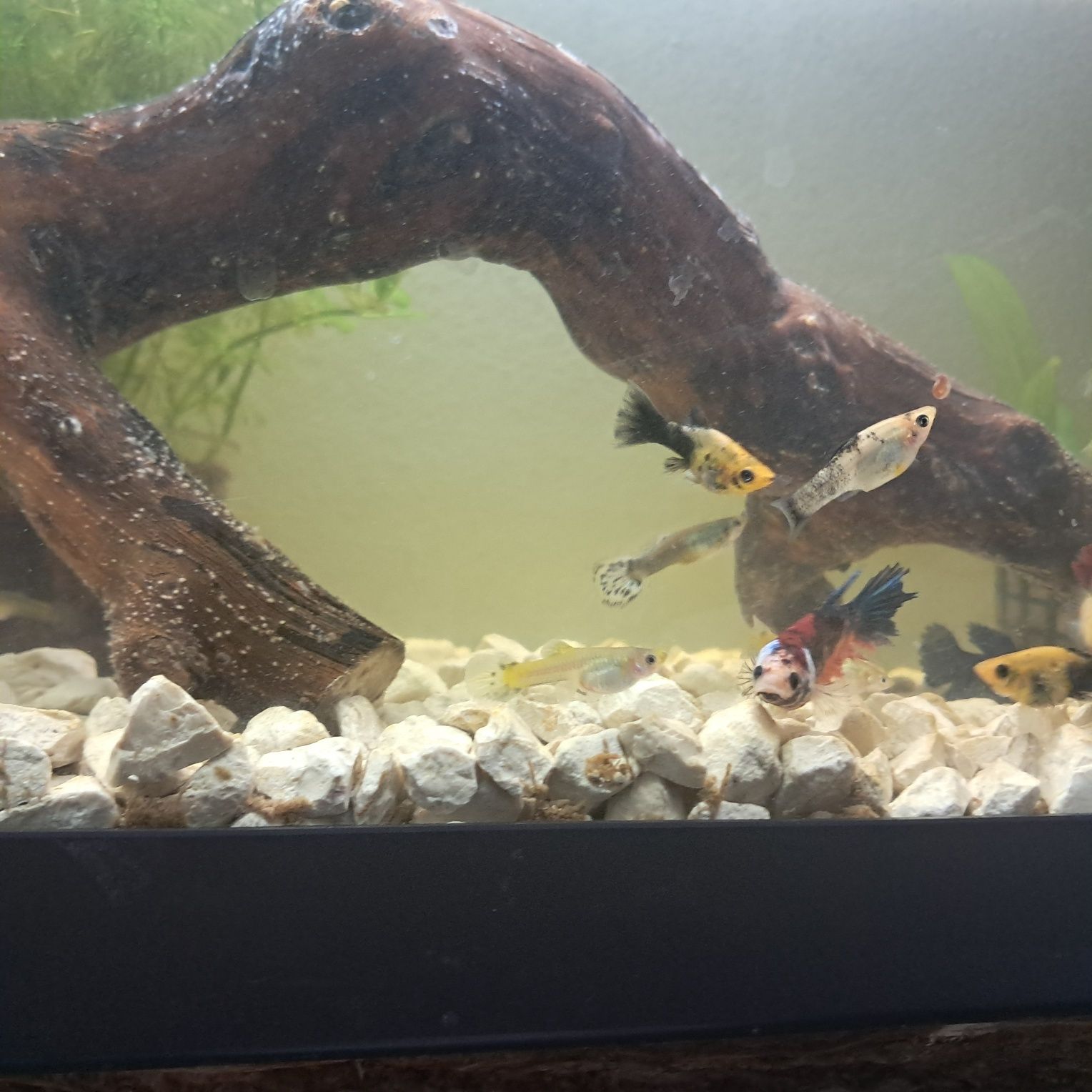 Peixes Mollys  e guppys