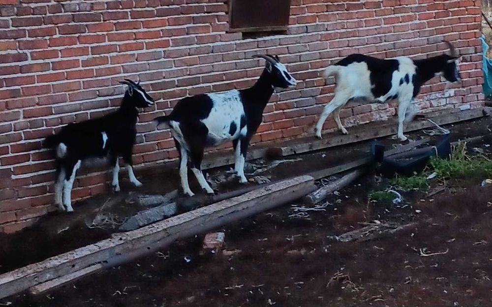 Sprzedam kozy zakocone