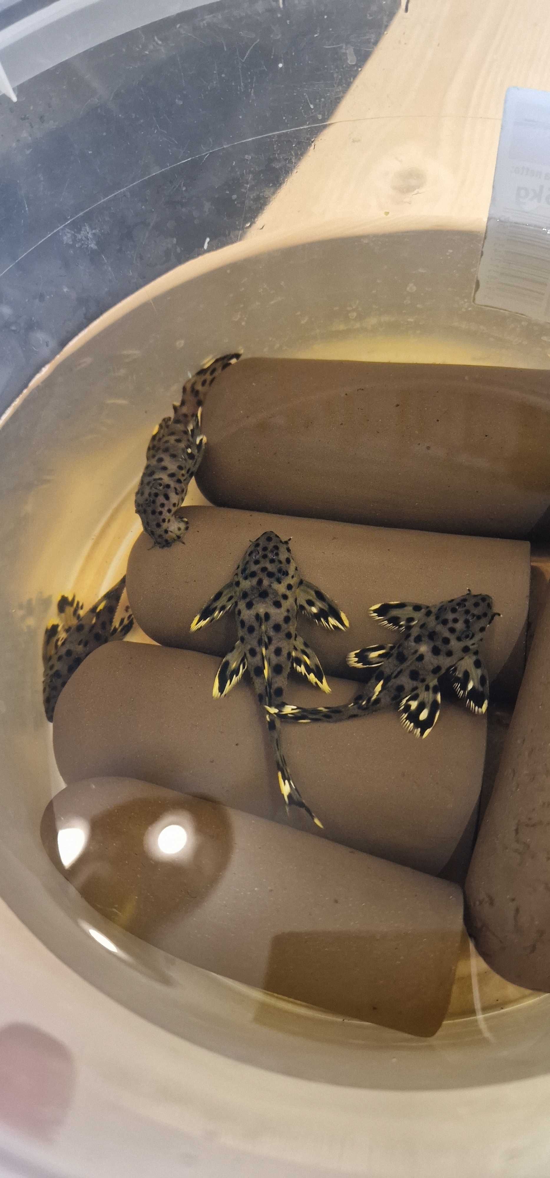 Zbrojnik L264 glonojad Sultan Pleco WYSYŁAM 3-4 cm. Pokolenie F1