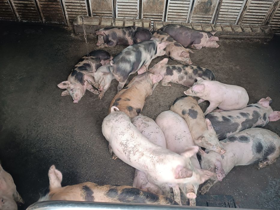 Продам поросят мясного направления