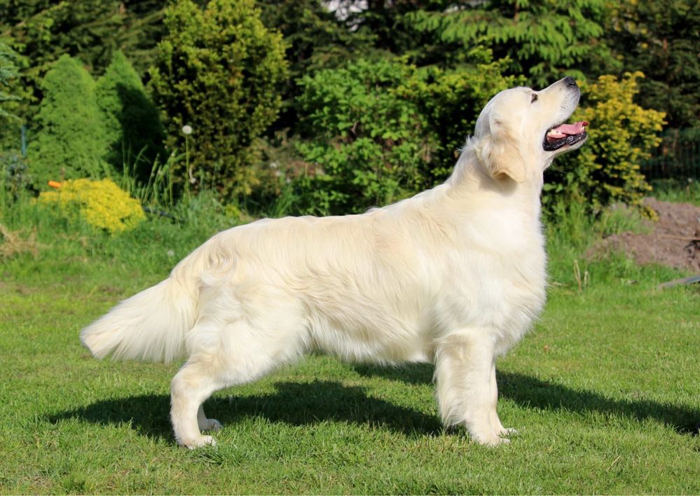 Golden Retriever piesek FCI zkwp