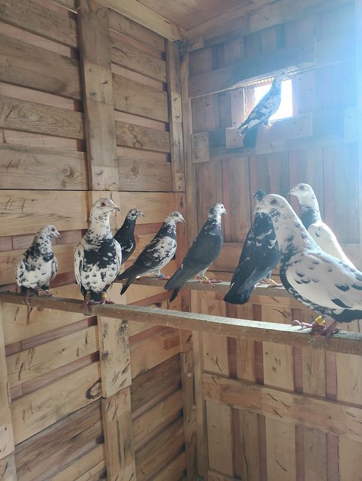 Sprzedam gołębie pocztowe tigry pary parzyste