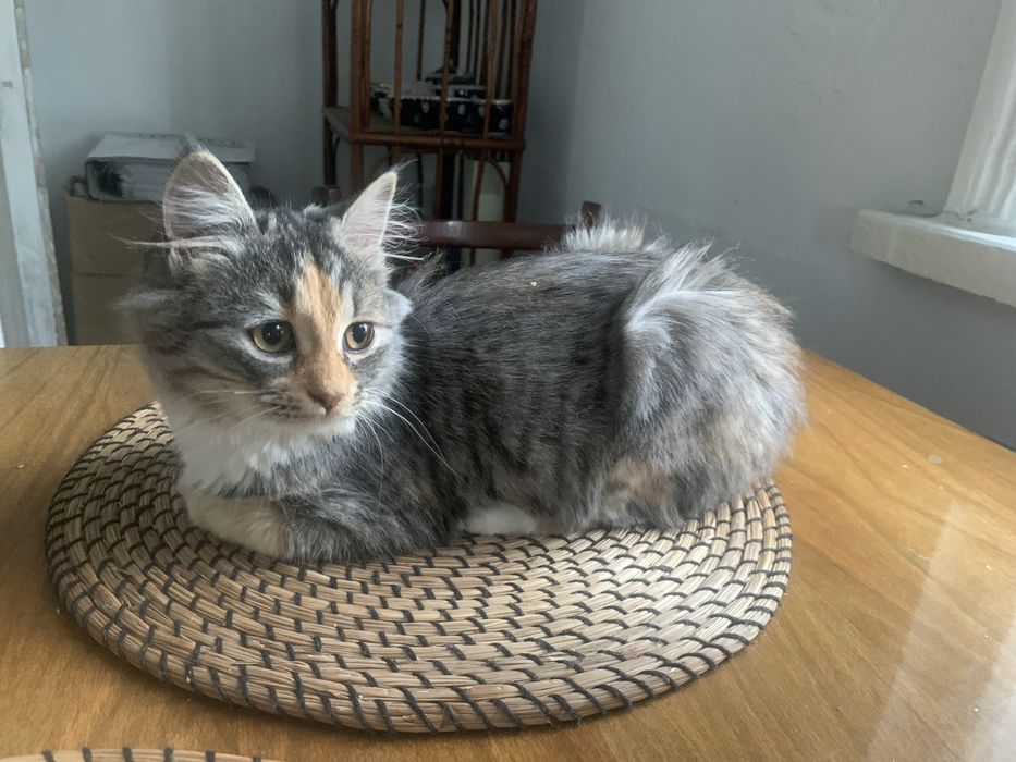 Ніжна кішечка в родину