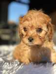 Cavapoo urocza suczka