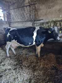 Krowa cielna 8.5 miesiąca