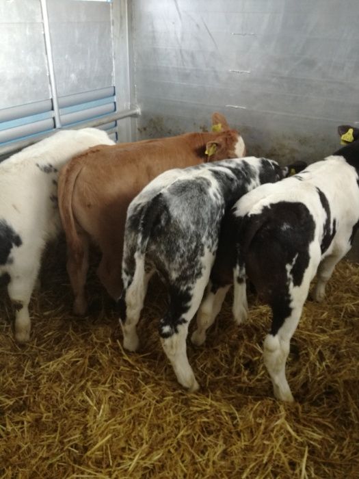 Jałówki Byczki polskie GLINOJECK