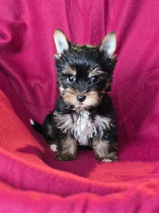 Piesek mini Yorkshire terrier
