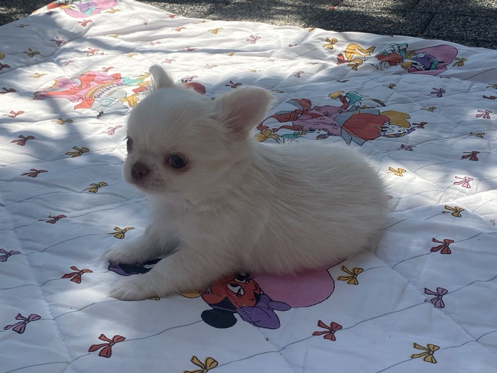 Chihuahua bialy chlopiec FCI