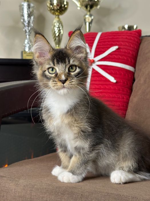 Ares-Kocurek Maine Coon