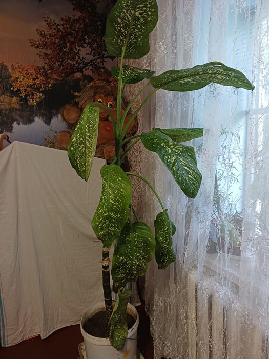 Диффенбахия крупная