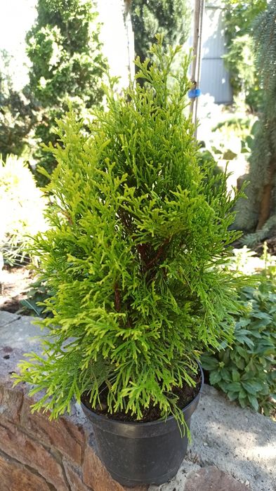 Туї,ялівці,ялинки,барбариси,гортензія