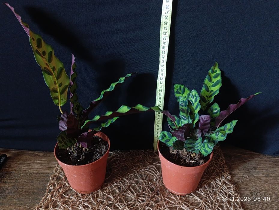 Калатея Лансіфолія