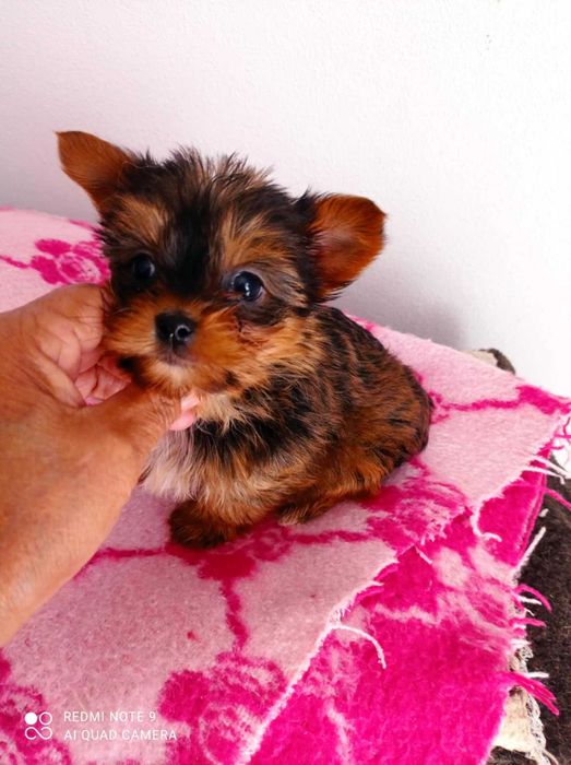 Menina Yorkshire Chocolate Mini de Qualidade