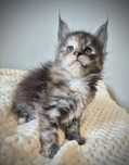 Cudowna kotka maine coon!!