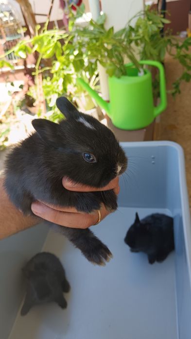 coelhos anoes holandês e mini lop