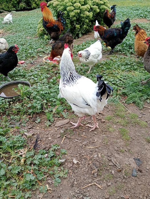 Kogut ,Koguty młode - Marans- Sussex
