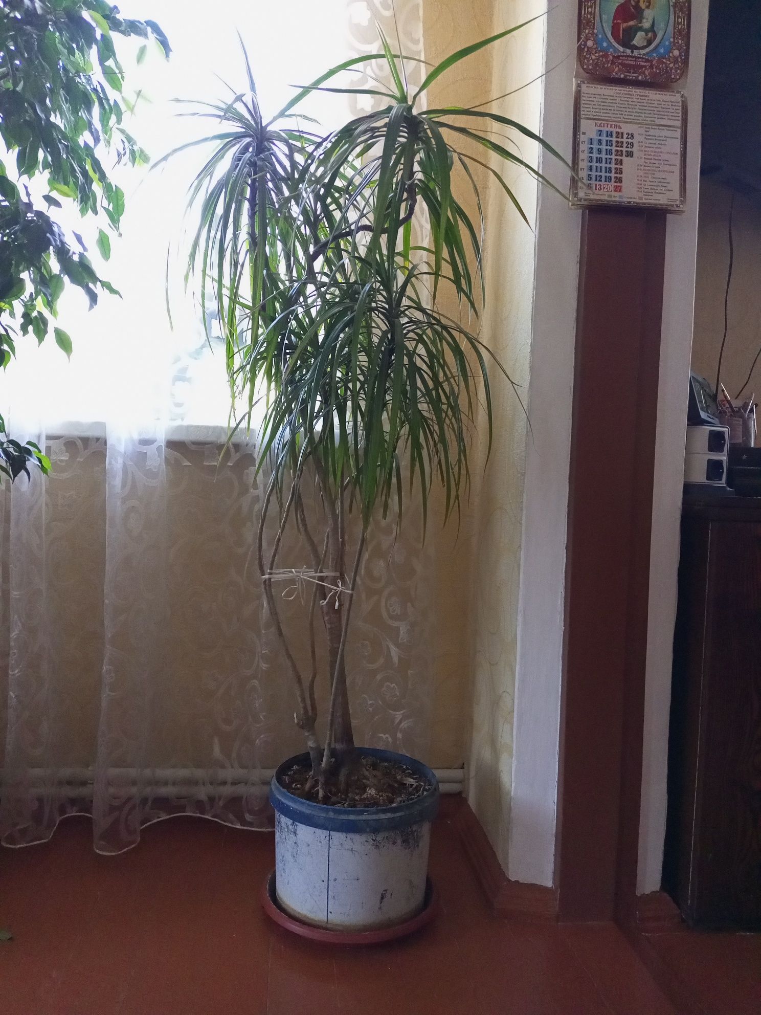 Драцена(маргината)