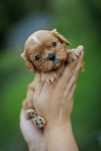 Cavalier King Charles Spaniel - chłopczyk ruby - Leo L’Amour