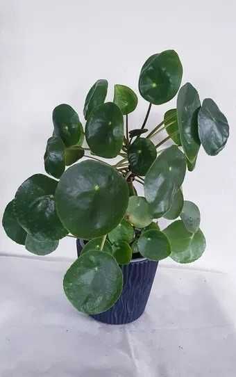 Pilea kwiat " Pieniążek " peperomioides 14cm