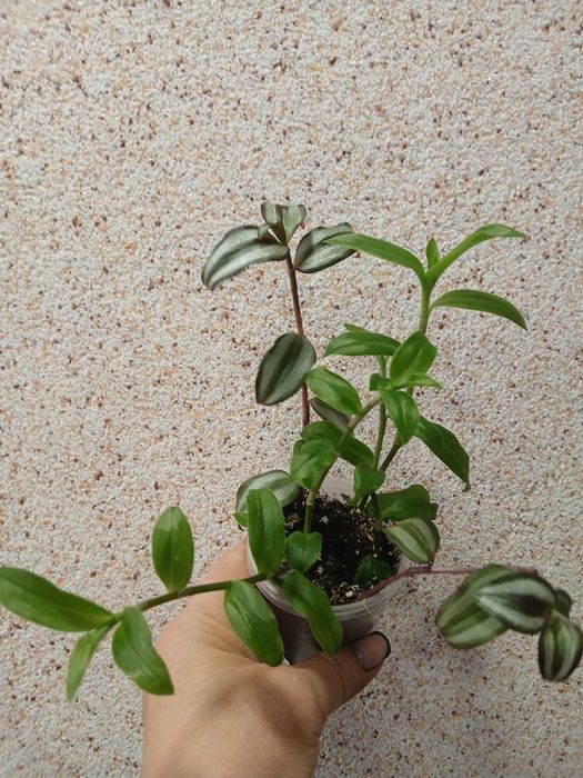 Продаю традесканції