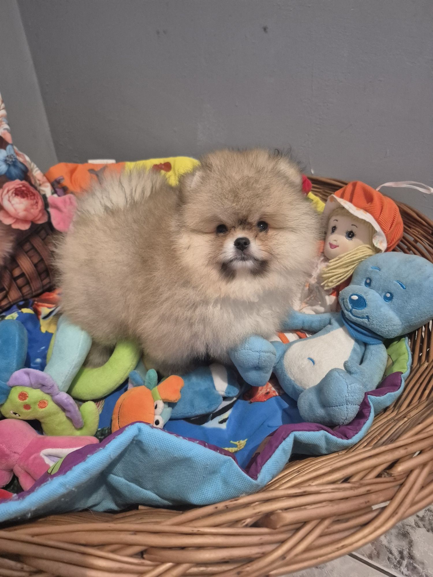 Pomeranian z rodowodem. Gotowy do odbiory