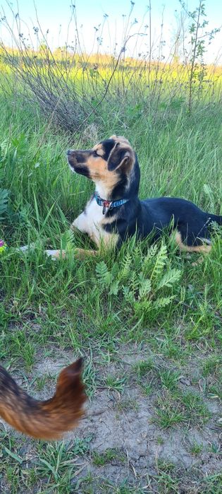 Щенки ищут семью..