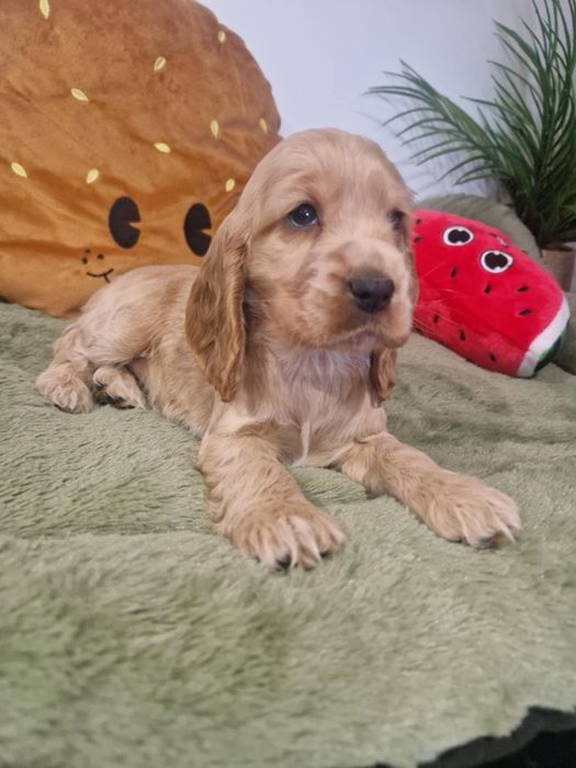 Suczka cocker spaniel