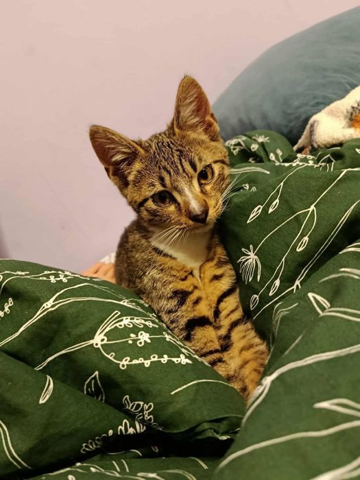 Kotek Tymianek do adopcji