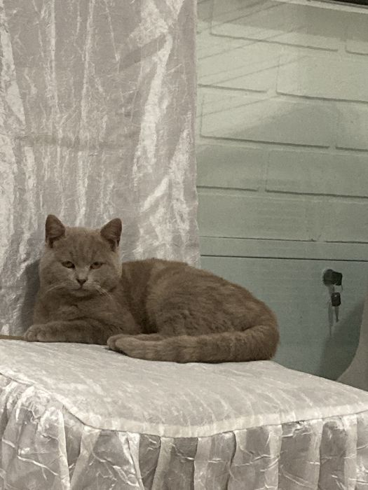 Дівчинка  Брітанска  Лілова 5міс