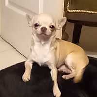 Reproduktor Chihuahua