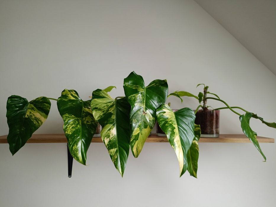 6 sadzonek Philodendron Domesticum Variegata