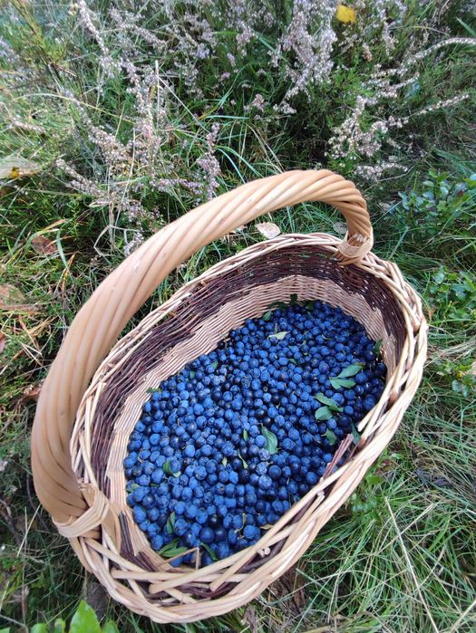 Tarnina owoc śliwy tarniny z Beskidów- 7 kg
