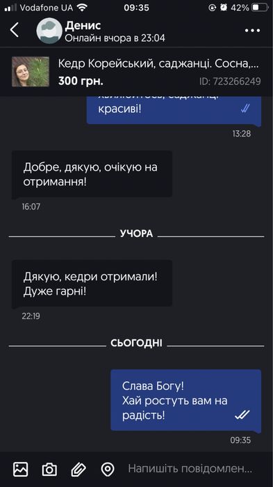 Кедр Корейський, саджанці. Сосна, хвойні. 40-30 см.