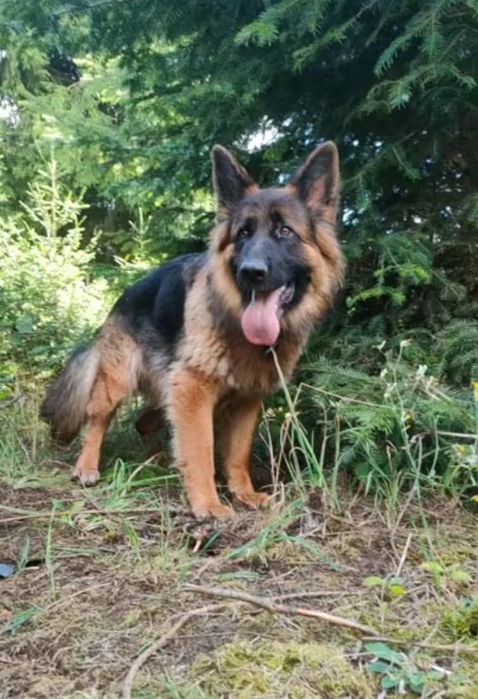 Nadal poszukiwana Bella