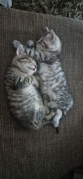 Śliczne kotki szukaja domku