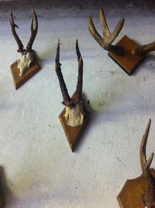 роги косулі європейської