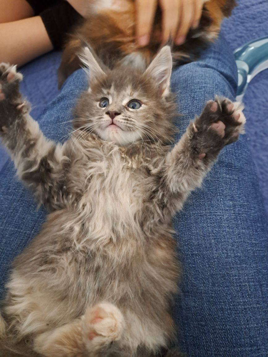 Grażynka Maine Coon