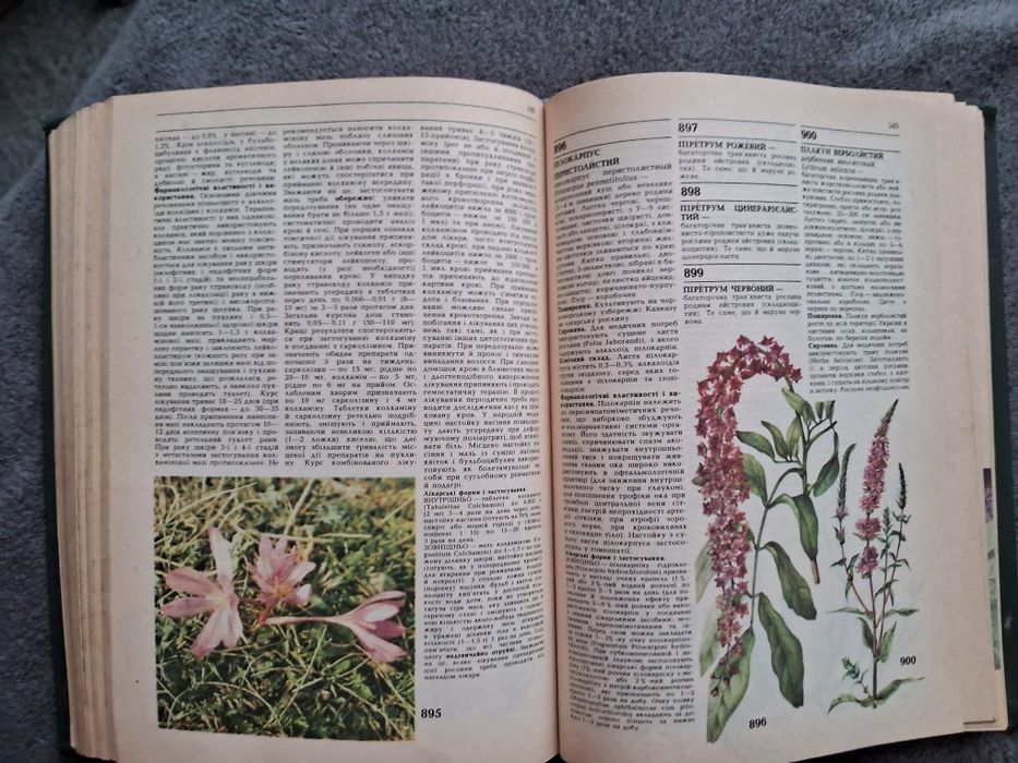 Лікарські рослини