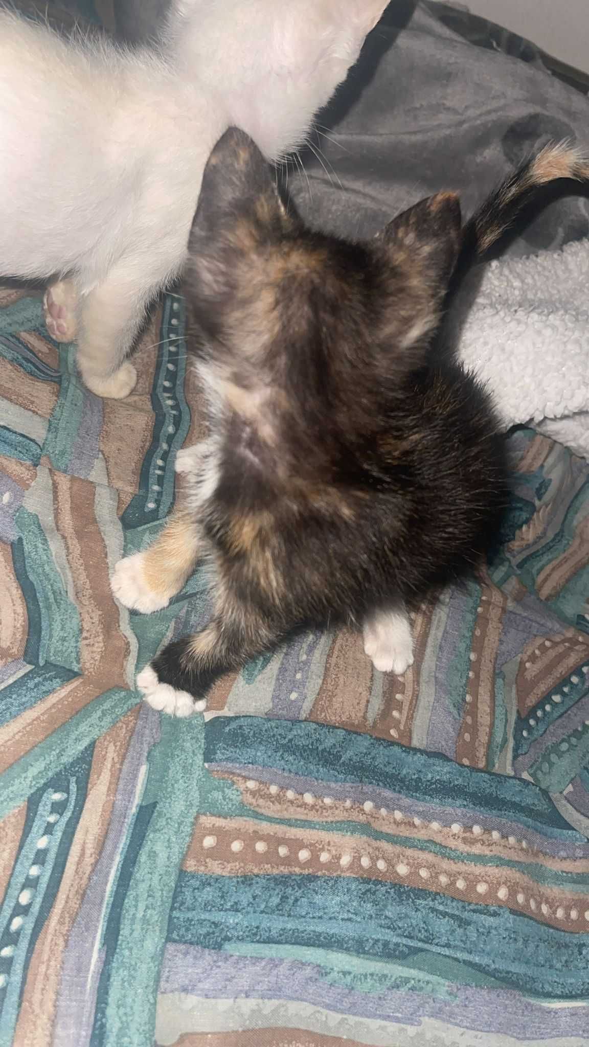 Adote um amigo de quatro patas