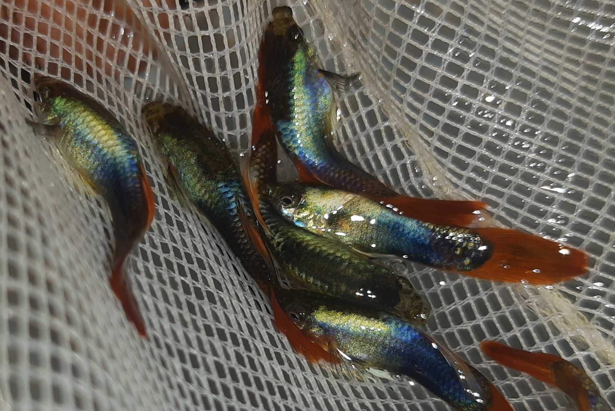 Gupik odmiana SILVER TUXEDO - Poecilia reticulata - dowozimy, wysyłamy