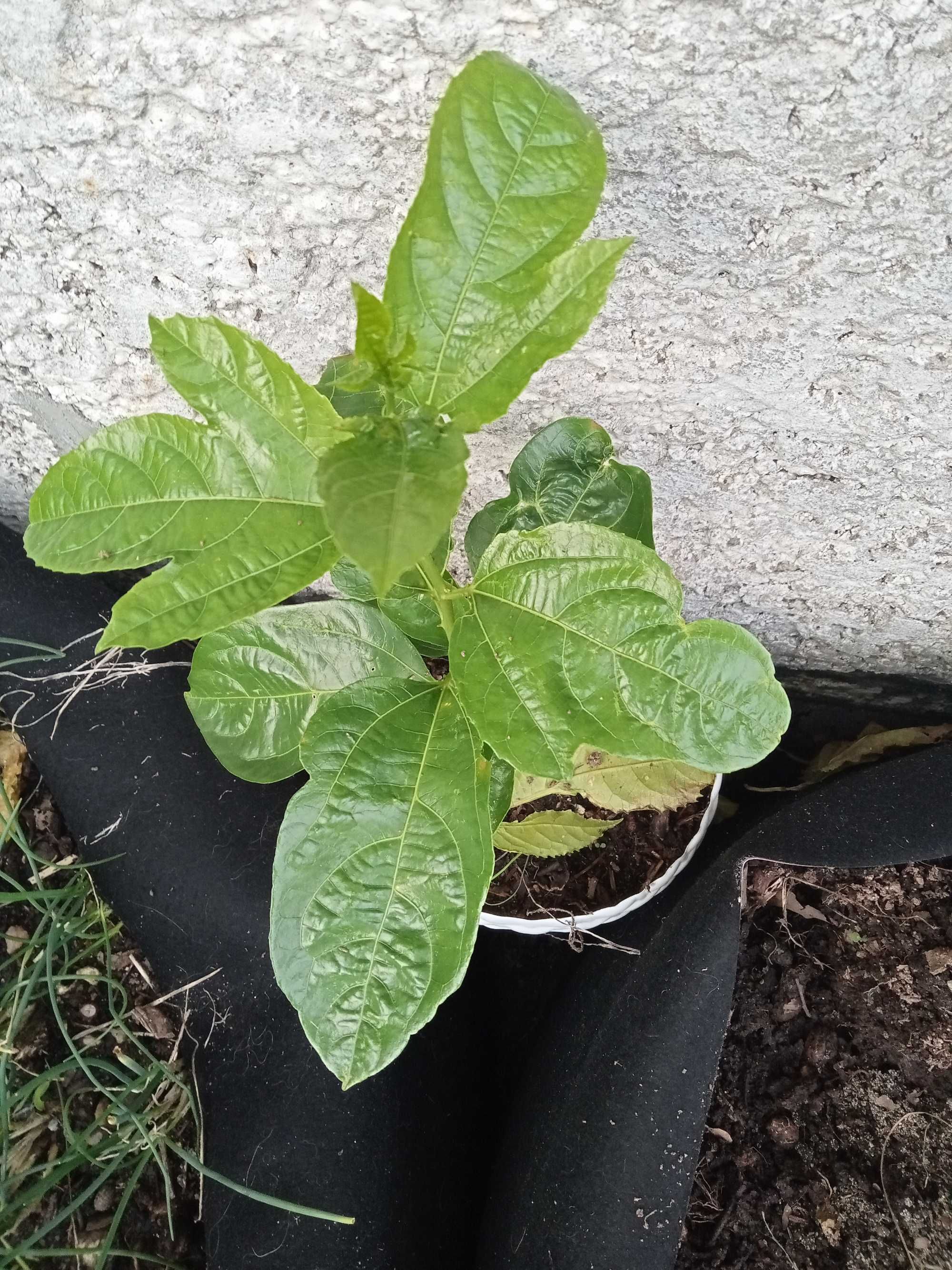 Plantas maracujá biológica