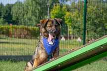 FILA mądra sunia do adopcji