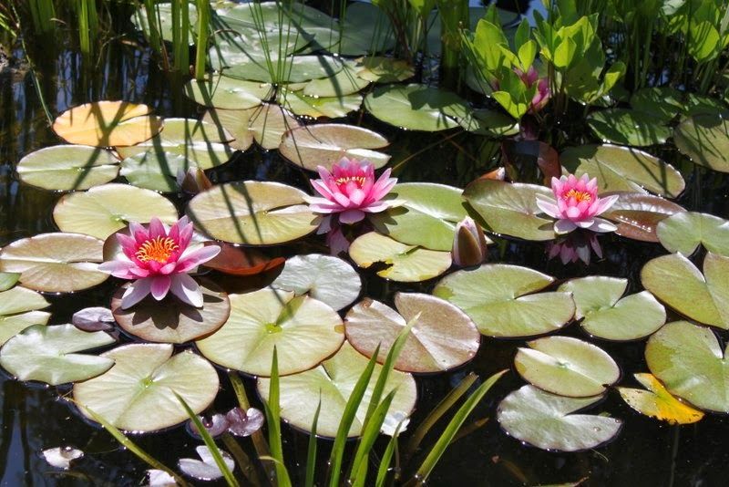 Lilia wodna Nymphaea Attraction dorodne kłącza