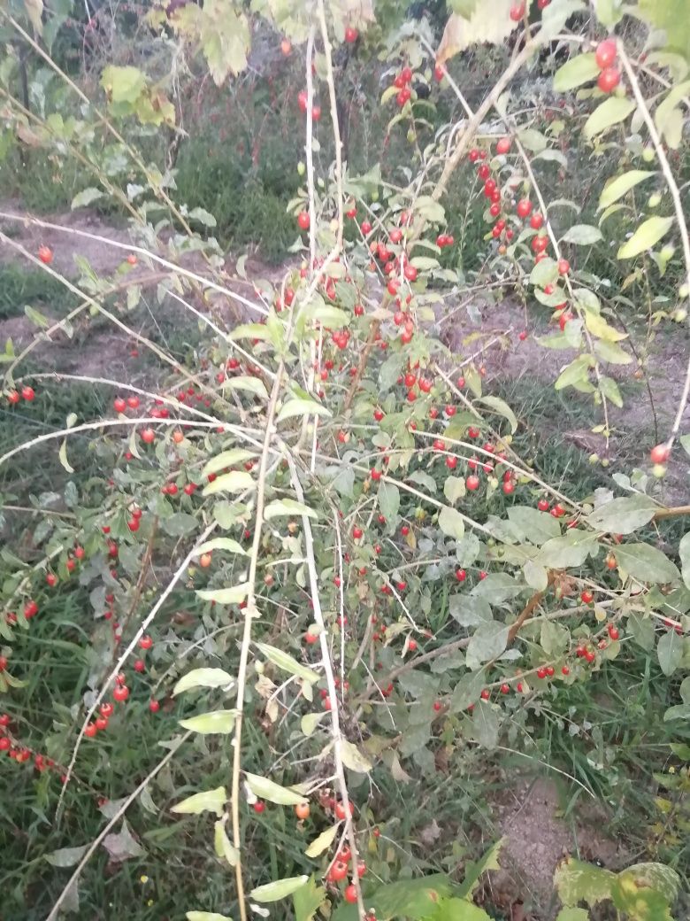 Fruto goji  biológico