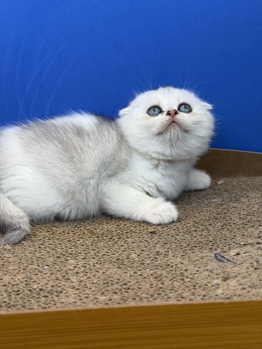 Menina scottish fold